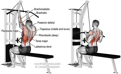 Reverse-grip lat pull-down instructions and video | Weight Training ...