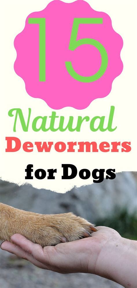 15 Natural Dewormers for Dogs That Are Safe and Efficient - WineandPets.com | Natural dewormer ...