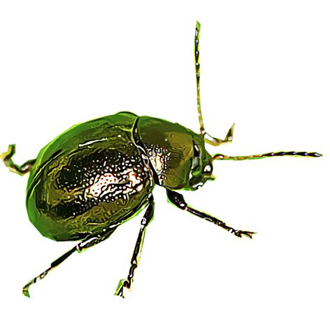 Green Beetle Identification