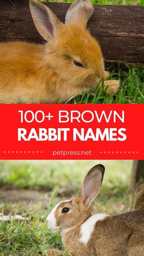 100+ Best Brown Rabbit Names: Cute and Funny Pet Bunny Name Ideas