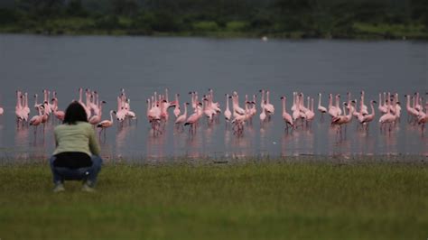 Flamingos at lake Elementaita, Kenya Safari - Features Africa Journeys ...