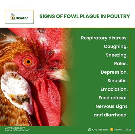 Avian Influenza: Understanding the Disease, Transmission, and Strategies for Prevention