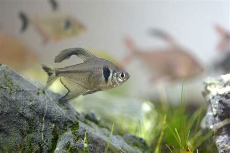 Black Phantom Tetra 101: Breeding Guide, Care, & Disease