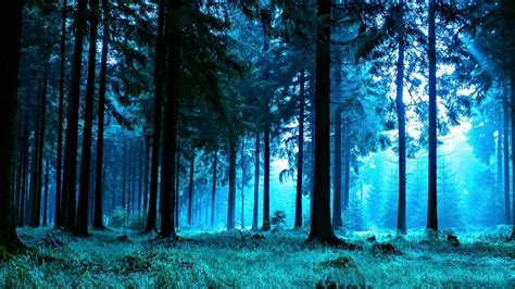 Forest Night Nature Sounds for Sleep or Studying | White Noise 10 Hours - YouTube