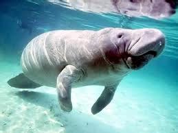 Skeleton Parts of Extinct Sea Cow Found Embedded In Limestone In The Philippines - Ideas Galore