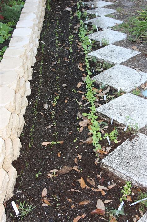 Options for Edible Borders - BloominThyme