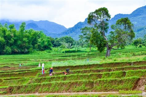 Ang kinabuhi sa bukid - Biliran Picture Gallery - sights and scenes throughout Biliran Island