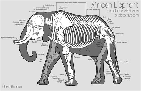 elephant_skeleton.jpg (1600×1035) | Science | Pinterest