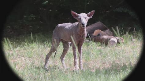 What's the creature wandering around Grapevine? | wfaa.com