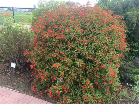 Firebush For Sale, Mulch Masters Jacksonville FL