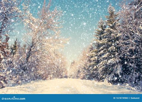 Snowfall in a German Winter Forest .Winter Background. Stock Photo - Image of cold, light: 161874988