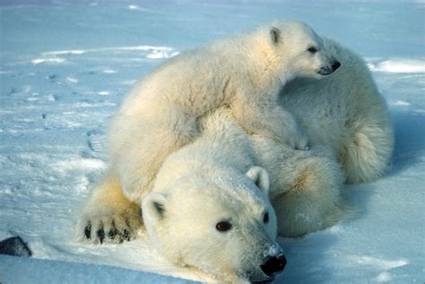 Free picture: polar, bear, cub