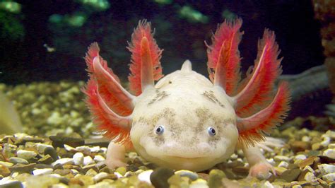 Why Axolotls May Hold The Key To Regenerating Lost Body Parts – MudFooted