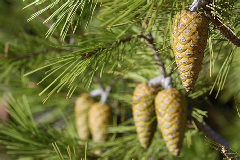 Aleppo Pine in Tunisia: Ecology, Management and Uses - MedForest