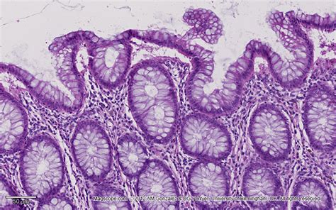 . Histology Slide Download. Magscope.com