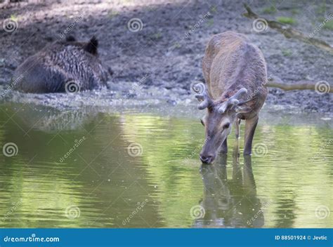 Red Deer Drinking Water In Forest Stock Photo - Image of elaphus, national: 88501924