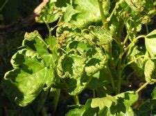 Grape Vine Leaves Curled | UBC Botanical Garden Forums