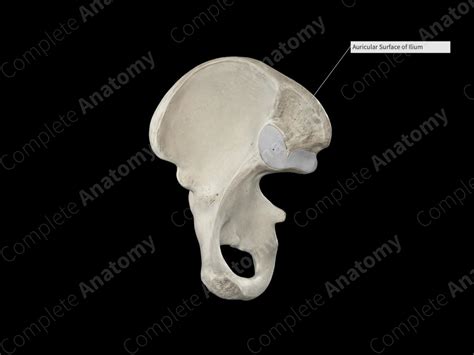 Auricular Surface of Ilium | Complete Anatomy