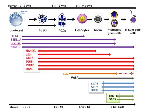 Germ cell development - differentiation markers Vasa, Germ ...