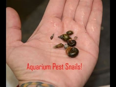 Pest snails in the Aquarium- the good, the bad, and the ugly - YouTube