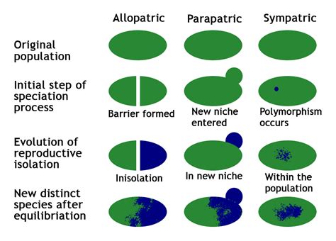 Allopatric Speciation - Definition, Types, Features, Examples and FAQs