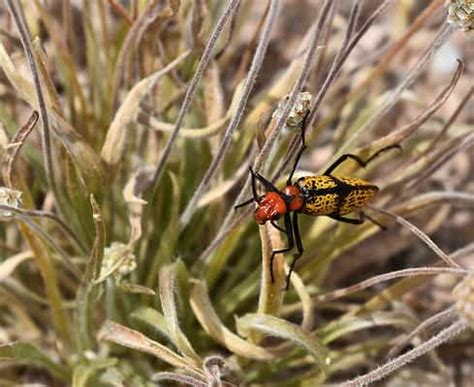 Ten Prominent Beetles Native to Arizona - A-Z Animals