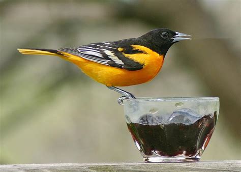 Baltimore oriole sighting offers exciting birding moment