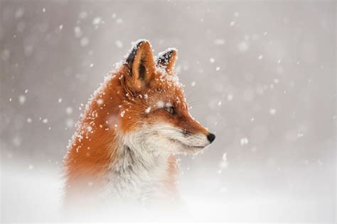 Fox In Snow Wallpapers - Wallpaper Cave