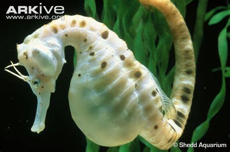 Big belly seahorse - Alchetron, The Free Social Encyclopedia