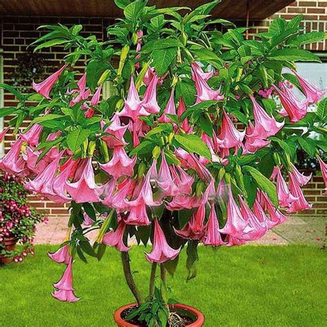 Pink Brugmansia Suaveolens Seeds, Angel’s Trumpets, 100pcs/pack – GreenSeedGarden