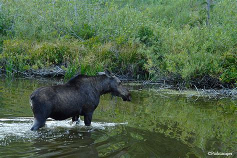 Glacier National Park Wildlife