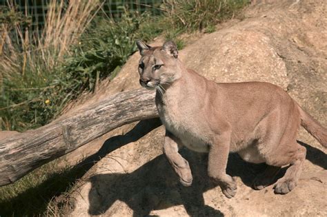 Encounters between humans and mountain lions are on the rise, and ...