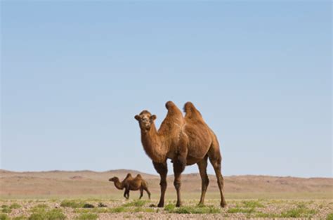 11 Cool Facts About Bactrian Camels