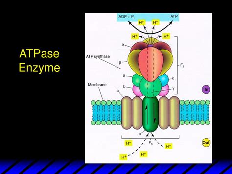 PPT - Week 2 Lecture Material October 2001 PowerPoint Presentation, free download - ID:5949352