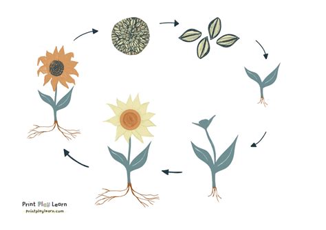 Sunflower Life Cycle Poster - Printable Teaching Resources - Print Play Learn