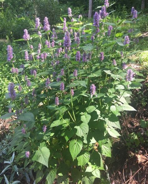 Anise Hyssop: How to Grow, Plant and Care | Florgeous | Medicinal herbs garden, Plants ...