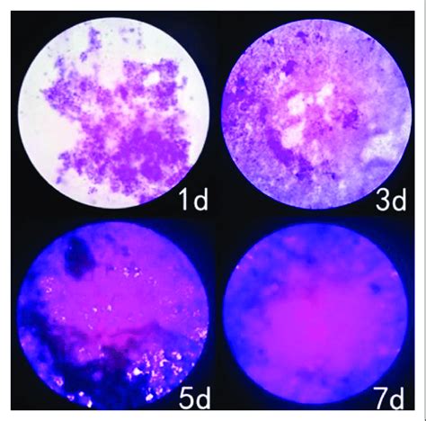 Observation of biofilm formation with optical microscope (100× ...