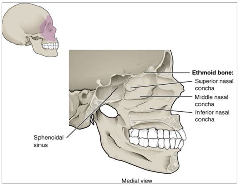 10.9 The Skull – Fundamentals of Anatomy and Physiology