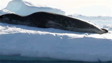 Leopard Seal Sleeping On An Iceberg Leopard Seal Sleeping On An Iceberg In Antarctica Stock ...