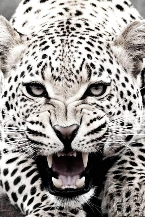 White Jaguar Animal