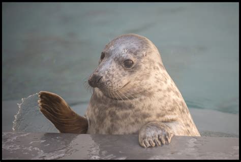 Grey Seal Pup | Seal pup, Cute animals, Grey seal