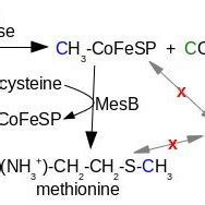 The proposed pathway for methionine synthesis in Dehalococcoides ...