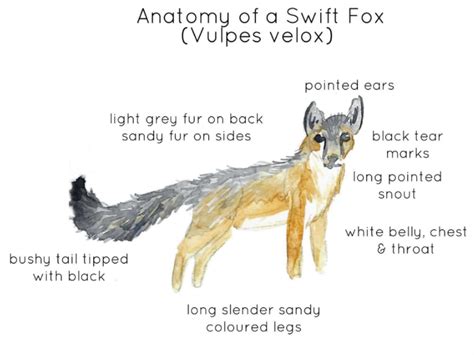 Swift Fox Anatomy Printable Poster by Teach Simple