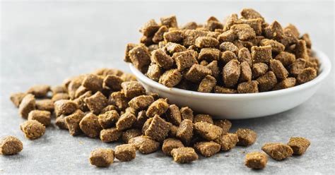 Is Kibble Really Bad For Dogs