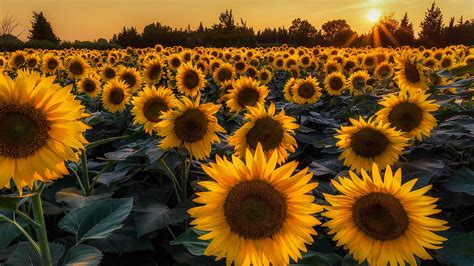 sunflower field, flower, sunflowers, flowering plant, summer, 4K, sunflower, yellow flowers ...