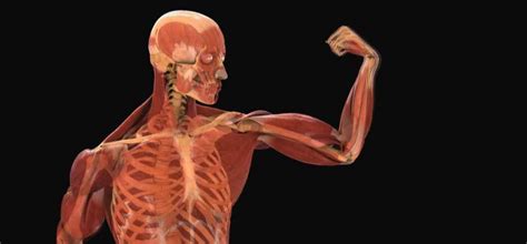 Fisiología (I): el cuerpo humano - Biología