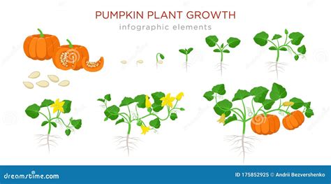 Pumpkin Cucurbita Pepo, Edible And Medicinal Plant Vector Illustration ...