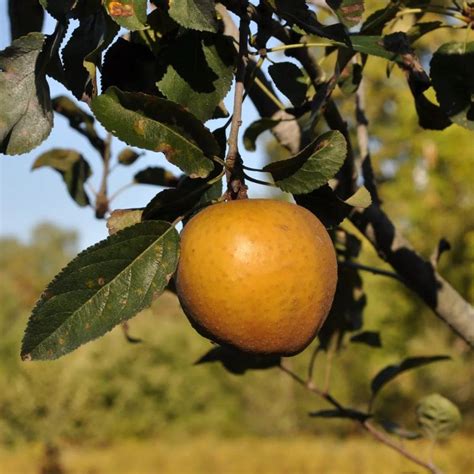 Hudson's Golden Gem Heirloom Semi-Dwarf Apple Tree - Fruition Seeds