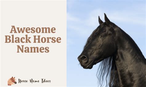 250 Awesome Black Horse Names (With Meanings) - HorseNameIdeas.com