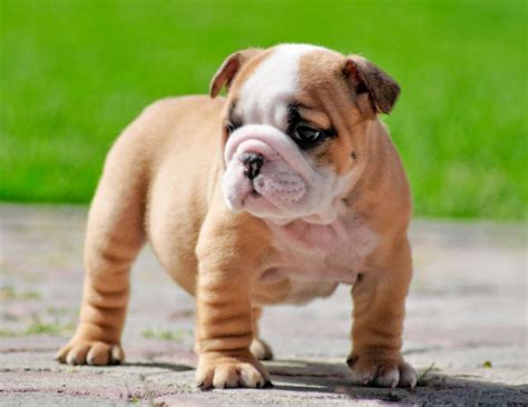 Cute Dogs|Pets: Miniature English Bulldogs Pictures